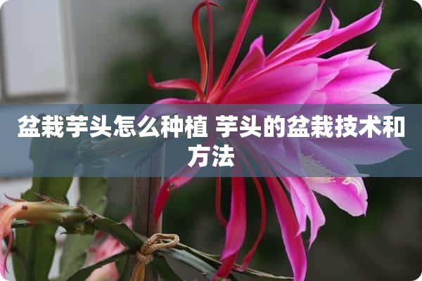 盆栽芋头怎么种植 芋头的盆栽技术和方法