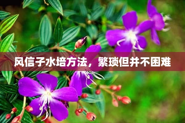 风信子水培方法，繁琐但并不困难