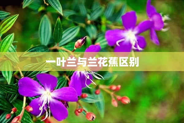 一叶兰与兰花蕉区别