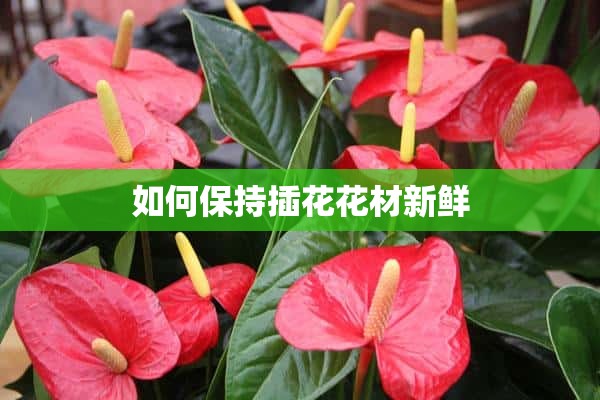 如何保持插花花材新鲜