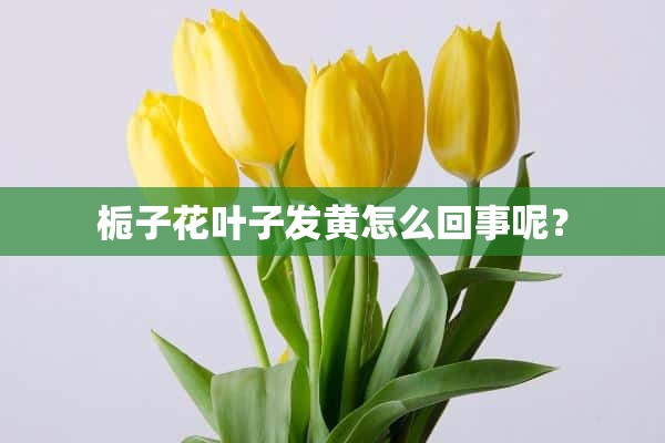 栀子花叶子发黄怎么回事呢？