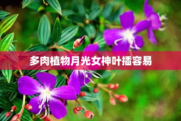 多肉植物月光女神叶插容易