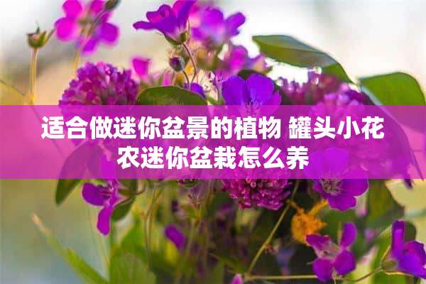 适合做迷你盆景的植物 罐头小花农迷你盆栽怎么养