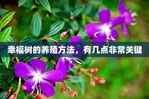 幸福树的养殖方法，有几点非常关键