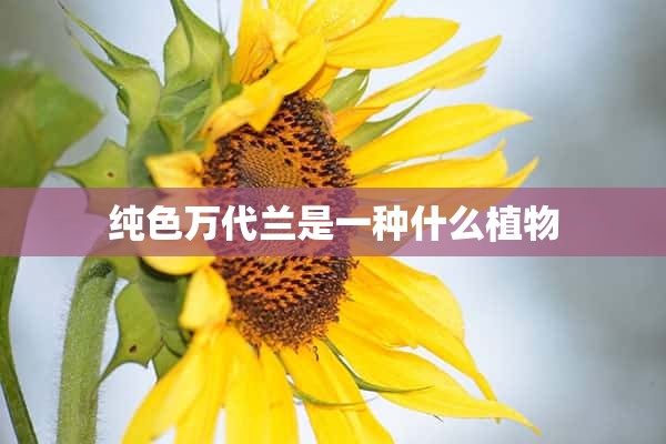 纯色万代兰是一种什么植物