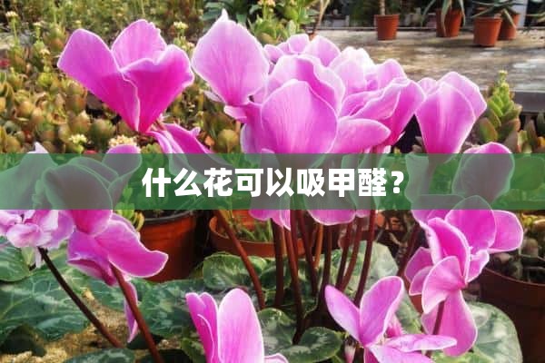 什么花可以吸甲醛？