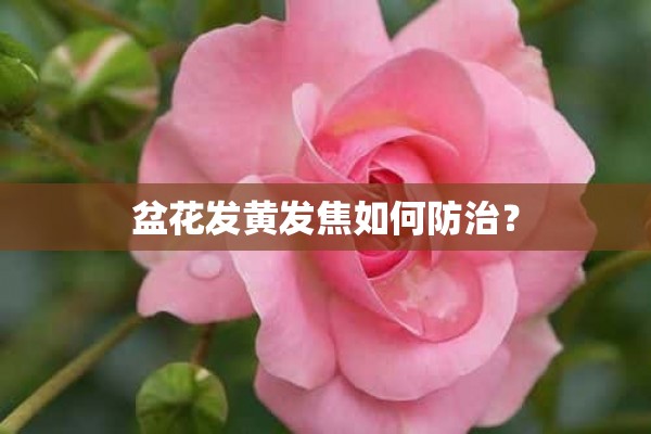 盆花发黄发焦如何防治？