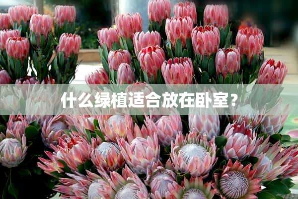 什么绿植适合放在卧室？