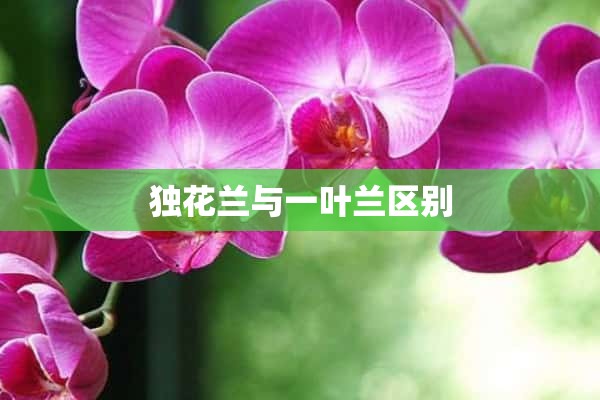 独花兰与一叶兰区别