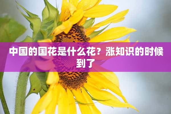 中国的国花是什么花？涨知识的时候到了