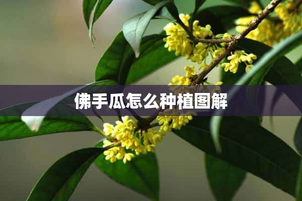 佛手瓜怎么种植图解