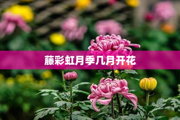 藤彩虹月季几月开花