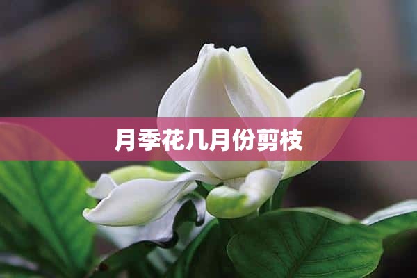 月季花几月份剪枝