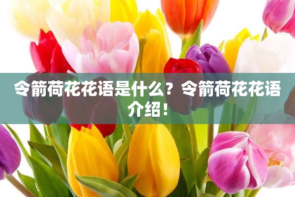 令箭荷花花语是什么？令箭荷花花语介绍！