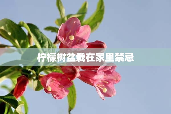 柠檬树盆栽在家里禁忌