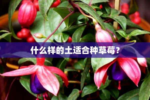 什么样的土适合种草莓？