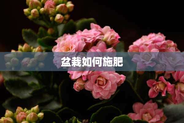 盆栽如何施肥