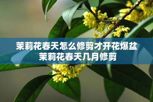 茉莉花春天怎么修剪才开花爆盆 茉莉花春天几月修剪