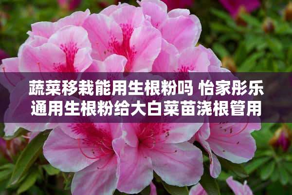 蔬菜移栽能用生根粉吗 怡家彤乐通用生根粉给大白菜苗浇根管用吗