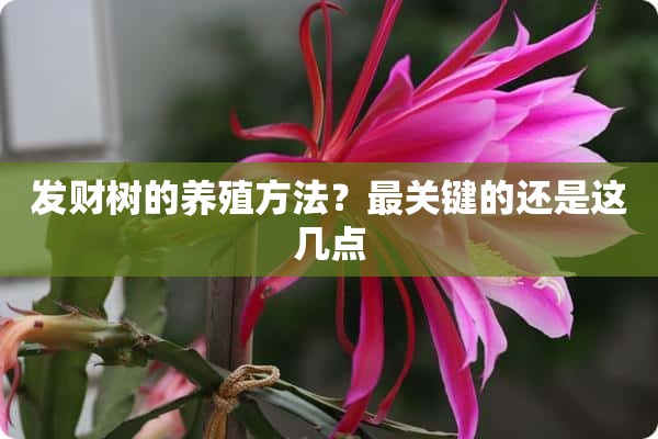 发财树的养殖方法？最关键的还是这几点