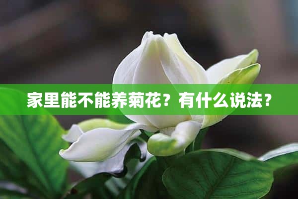 家里能不能养菊花？有什么说法？