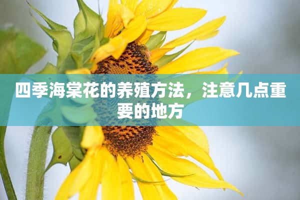 四季海棠花的养殖方法，注意几点重要的地方