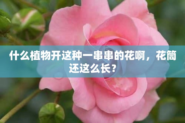 什么植物开这种一串串的花啊，花筒还这么长？