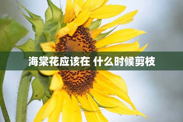 海棠花应该在 什么时候剪枝