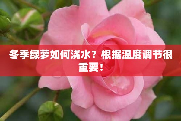 冬季绿萝如何浇水？根据温度调节很重要！