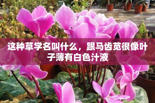 这种草学名叫什么，跟马齿苋很像叶子薄有白色汁液