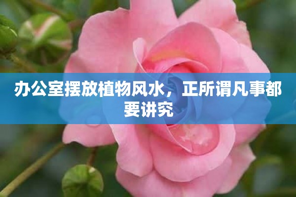 办公室摆放植物风水，正所谓凡事都要讲究