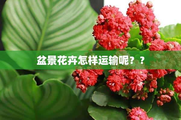 盆景花卉怎样运输呢？？