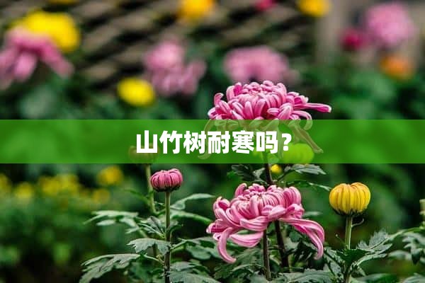 山竹树耐寒吗？