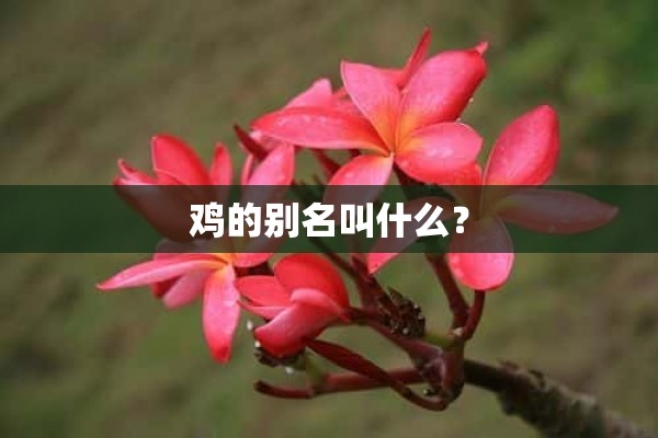 鸡的别名叫什么？