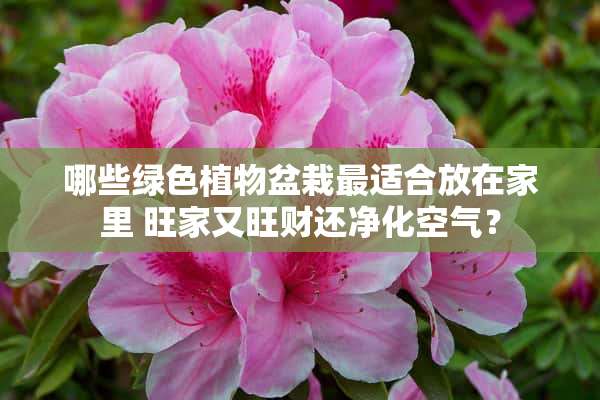 哪些绿色植物盆栽最适合放在家里 旺家又旺财还净化空气？