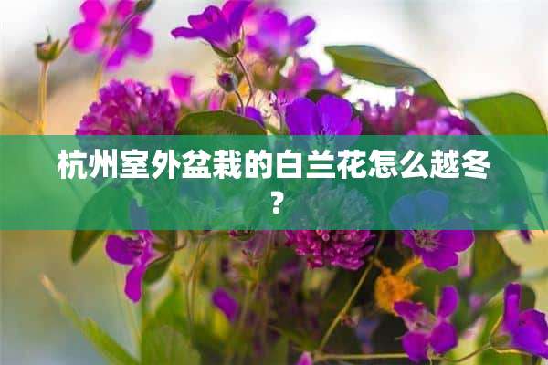 杭州室外盆栽的白兰花怎么越冬？