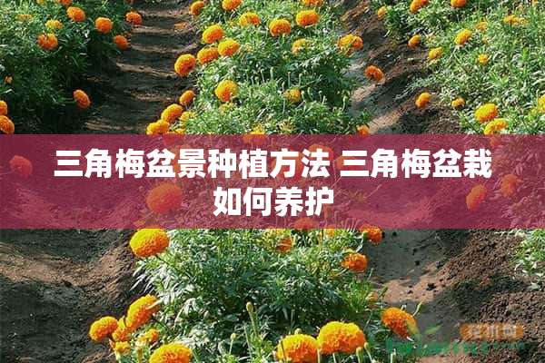 三角梅盆景种植方法 三角梅盆栽如何养护