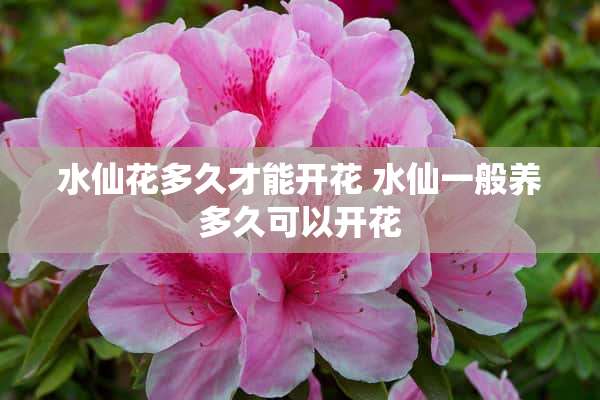 水仙花多久才能开花 水仙一般养多久可以开花