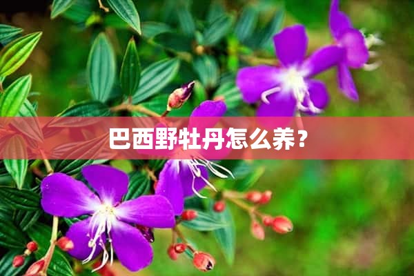 巴西野牡丹怎么养？