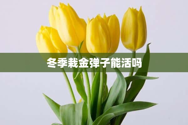 冬季栽金弹子能活吗