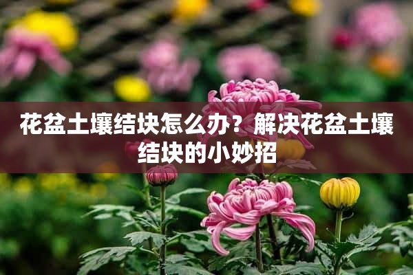 花盆土壤结块怎么办？解决花盆土壤结块的小妙招