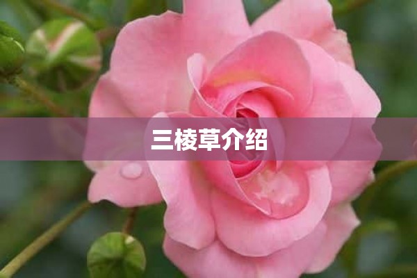 三棱草介绍