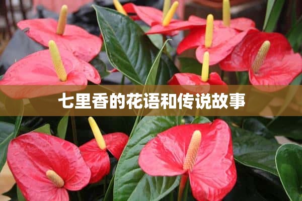 七里香的花语和传说故事