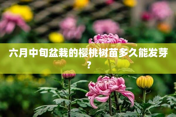 六月中旬盆栽的樱桃树苗多久能发芽？