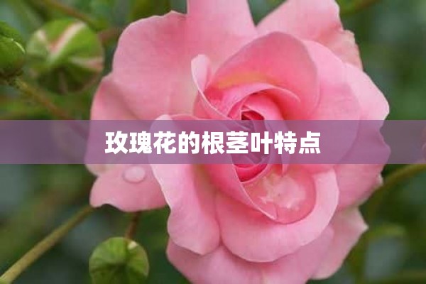 玫瑰花的根茎叶特点