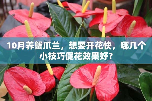 10月养蟹爪兰，想要开花快，哪几个小技巧促花效果好？