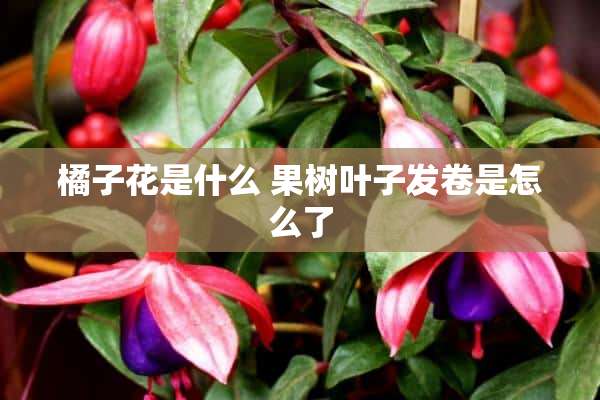 橘子花是什么 果树叶子发卷是怎么了