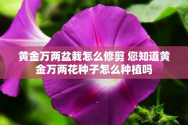 黄金万两盆栽怎么修剪 您知道黄金万两花种子怎么种植吗