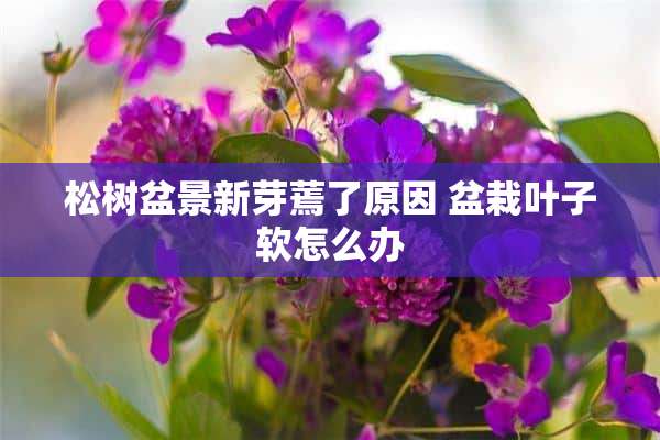 松树盆景新芽蔫了原因 盆栽叶子软怎么办