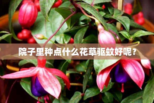 院子里种点什么花草驱蚊好呢？